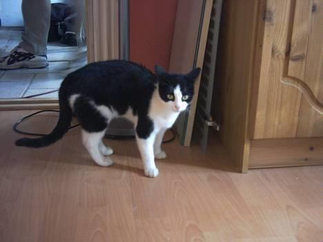 Blanding af racer Minie †R.I.P† :´( billede 1