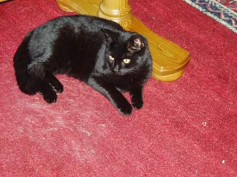 Huskat Bambi - her er bambi... billede 1