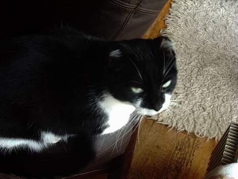 Blanding af racer Missie (død) billede 1