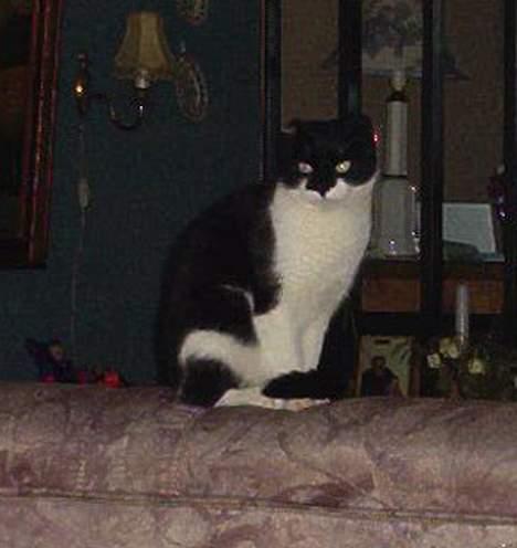 Blanding af racer Missie (død) billede 2