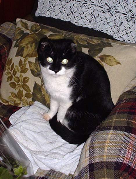 Blanding af racer Missie (død) - Spøgelses katten billede 3