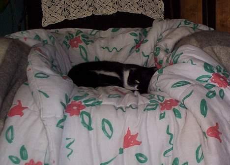 Blanding af racer Missie (død) - Lad mig sove i fred billede 4