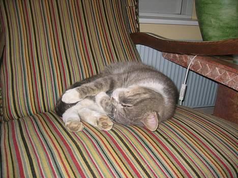 Blanding af racer Snuller - Øhm, snuller nyder det !!! billede 5