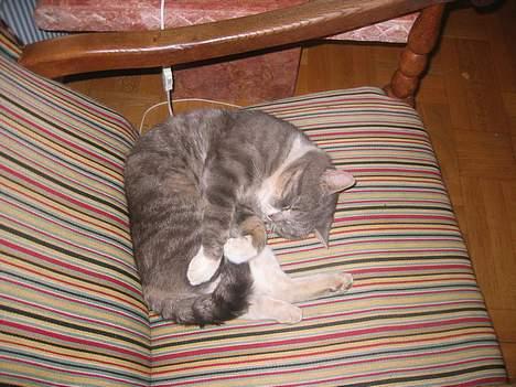 Blanding af racer Snuller - Øh, Snuller ? billede 6