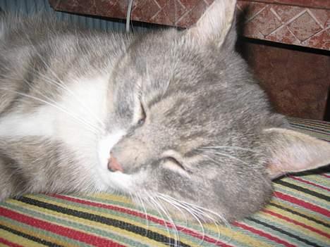 Blanding af racer Snuller - Nærbillede af Snuller ! billede 7