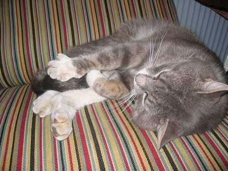 Blanding af racer Snuller - Snuller i en stol ! billede 8