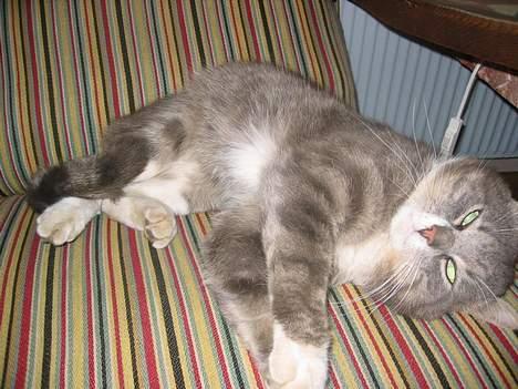 Blanding af racer Snuller - Snuller´s dræberøjne ! billede 9