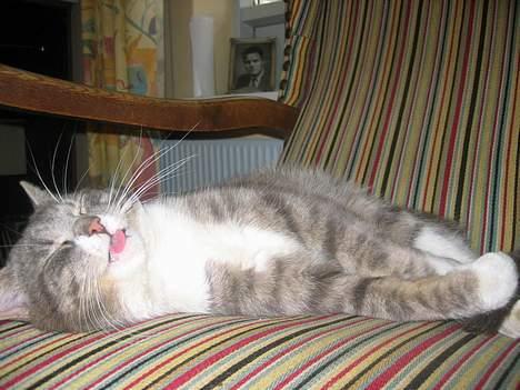 Blanding af racer Snuller - Snuller rækker tunge !! billede 10