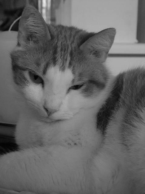 Blanding af racer samson billede 1