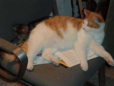 Blanding af racer samson billede 3