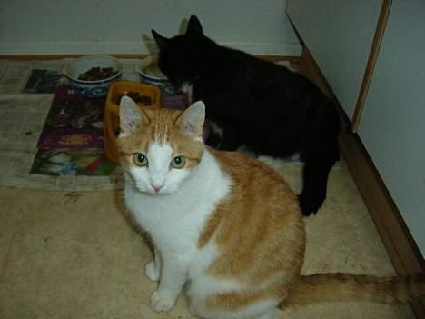 Blanding af racer samson billede 4