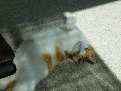 Blanding af racer samson billede 5