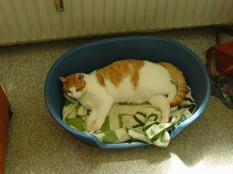 Blanding af racer samson billede 6