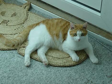 Blanding af racer samson billede 7