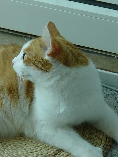 Blanding af racer samson billede 8