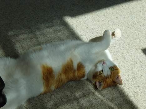 Blanding af racer samson billede 9