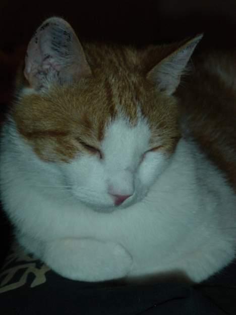 Blanding af racer samson billede 10