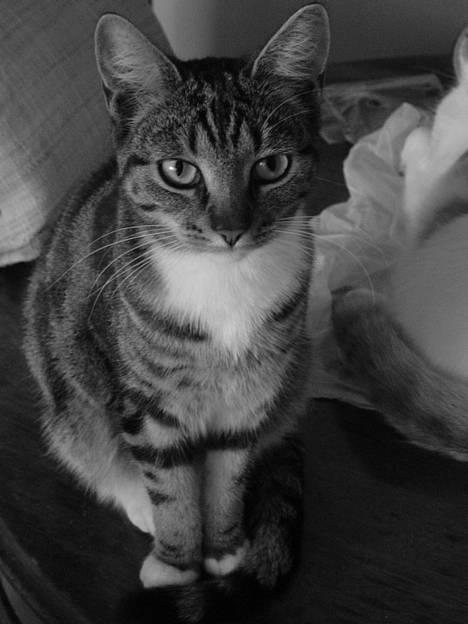 Blanding af racer emma billede 1