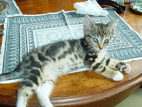 Blanding af racer emma billede 2