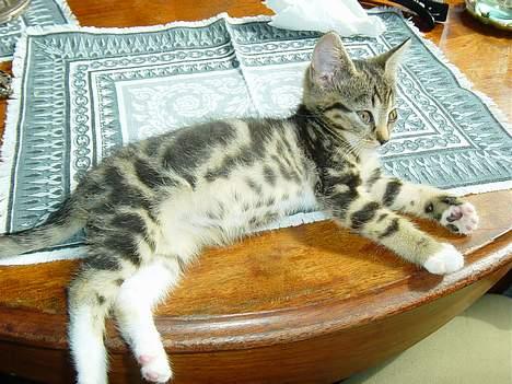 Blanding af racer emma billede 3