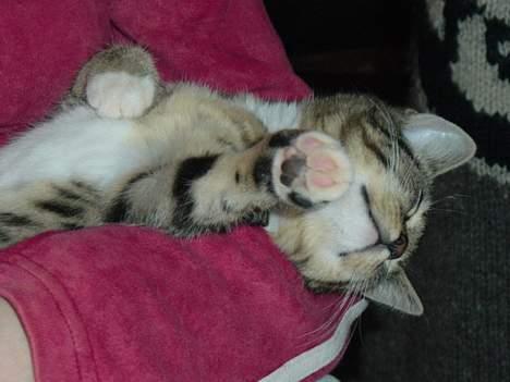 Blanding af racer emma billede 4