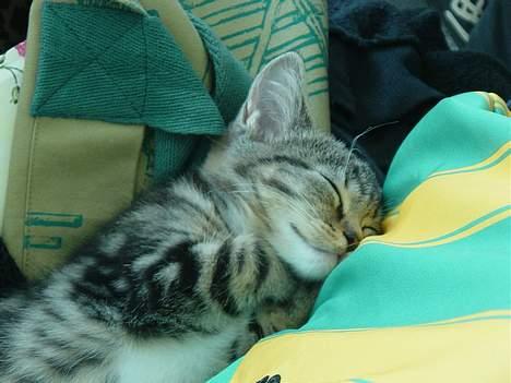 Blanding af racer emma billede 5