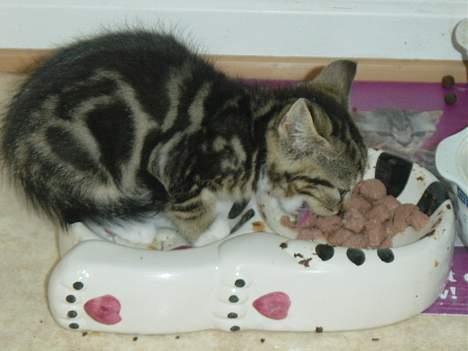 Blanding af racer emma billede 6