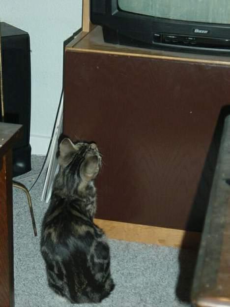 Blanding af racer emma billede 7