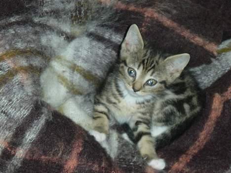 Blanding af racer emma billede 8