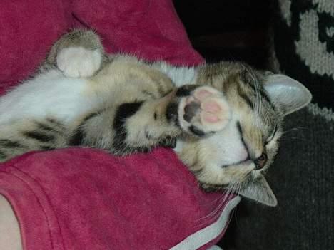 Blanding af racer emma billede 9