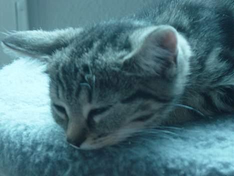 Blanding af racer emma billede 10