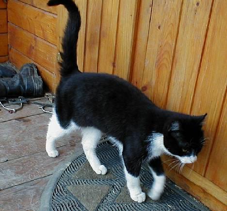 Blanding af racer Soffi - Lille liste-mis.. :) billede 1