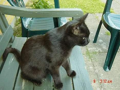 Blanding af racer loke billede 1