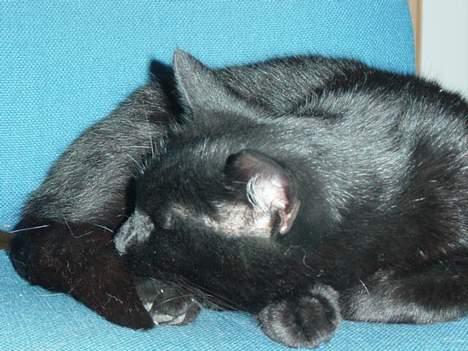 Blanding af racer loke billede 2