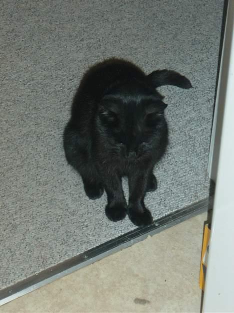 Blanding af racer loke billede 3