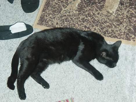 Blanding af racer loke billede 4