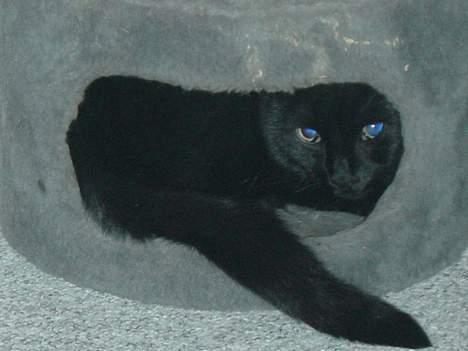 Blanding af racer loke billede 5