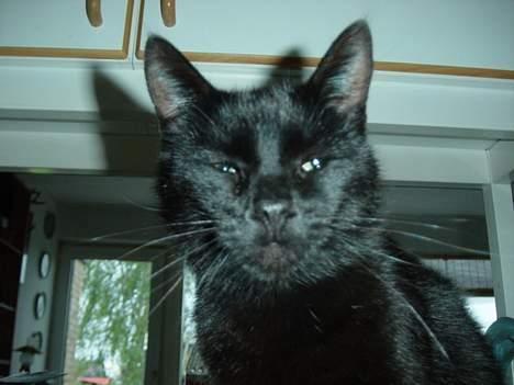 Blanding af racer loke billede 6