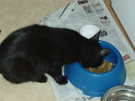 Blanding af racer loke billede 8