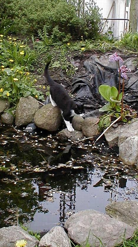 Blanding af racer Soffi - Hun render altid ned og drikker vand nede i havebassinet.. en dag, da hun kom ind, var hun faldet i... *LOL* billede 2
