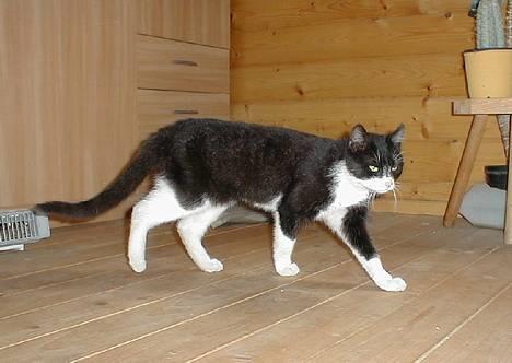 Blanding af racer Soffi - -Jeg kan ikke lide blitzen! billede 3