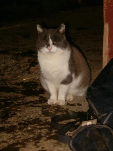 Huskat Chris / Fede Louie billede 1