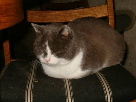 Huskat Chris / Fede Louie billede 2