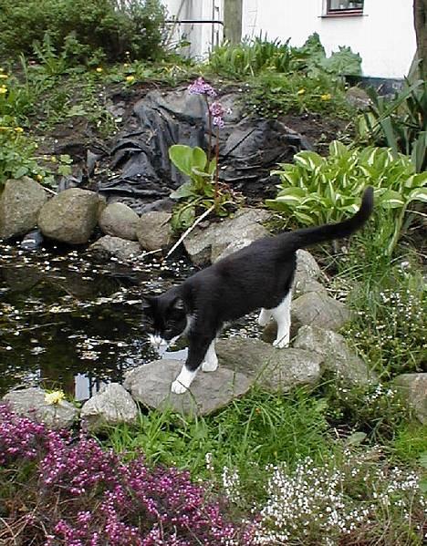 Blanding af racer Soffi billede 4