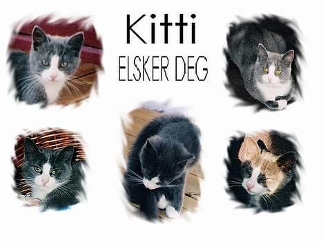 Blanding af racer Kitti - Kitti<3 billede 1