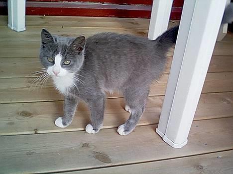 Blanding af racer Kitti - Pusen på terassen =) billede 2