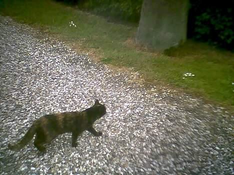 Blanding af racer Spot - Der var også noget MEGET spændende billede 4
