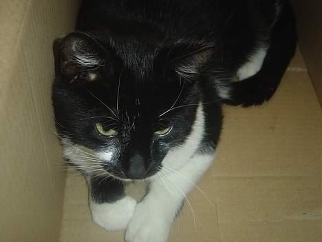 Blanding af racer C billede 6