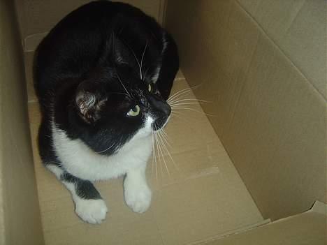 Blanding af racer C billede 7