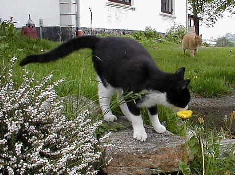 Blanding af racer Soffi - Uhm, dufter godt!.. billede 5